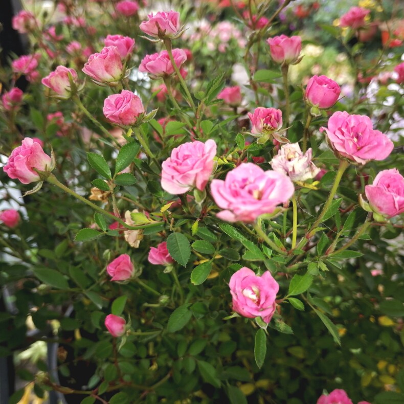 Роза Lilirose Wonder-5