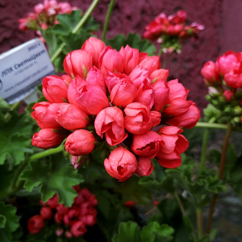 Пеларгония тюльпановидная Ред Пандора (Red Pandora)